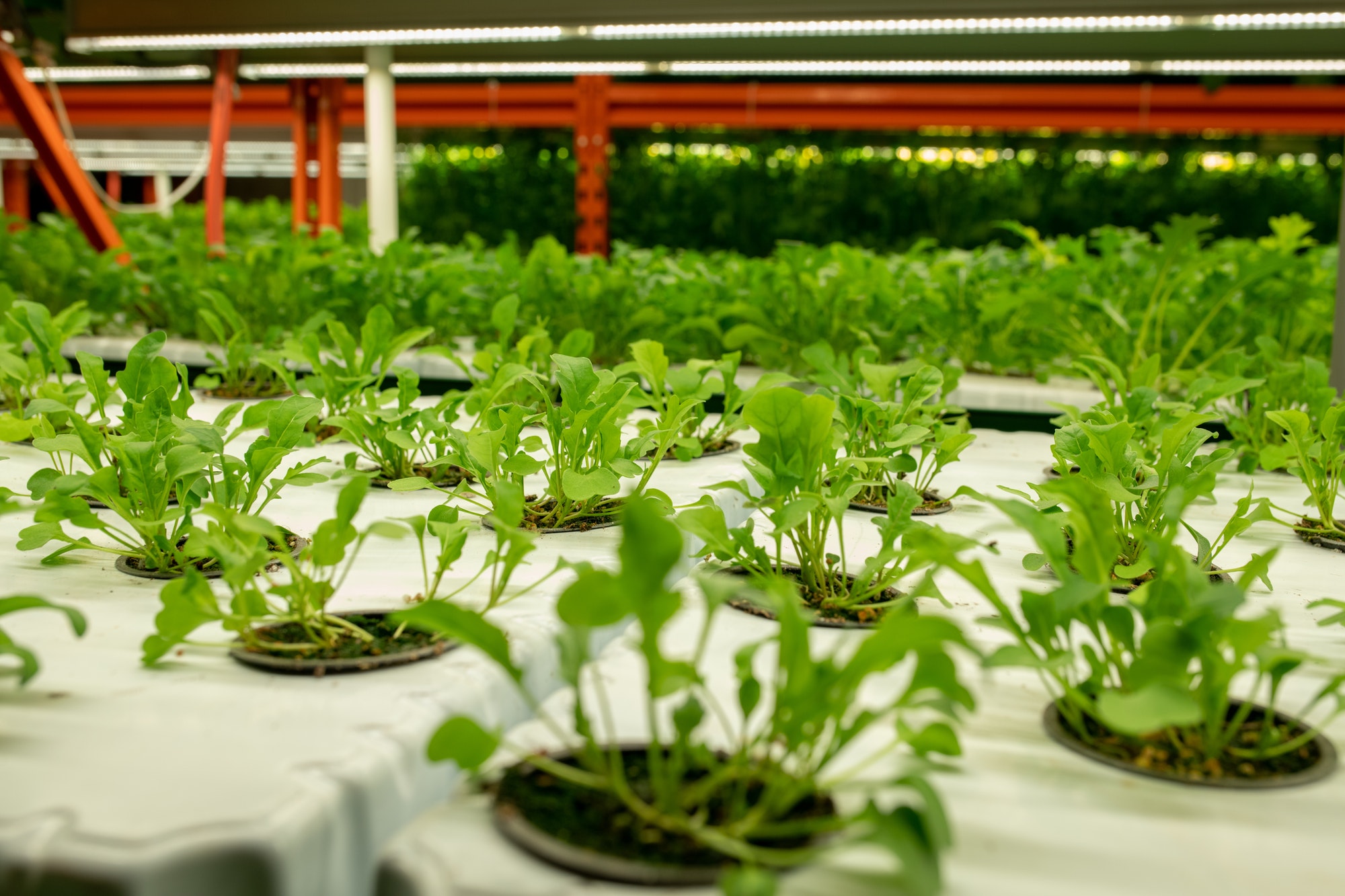 Seedlings of vibrant green color in small pots growing in large vertical farm